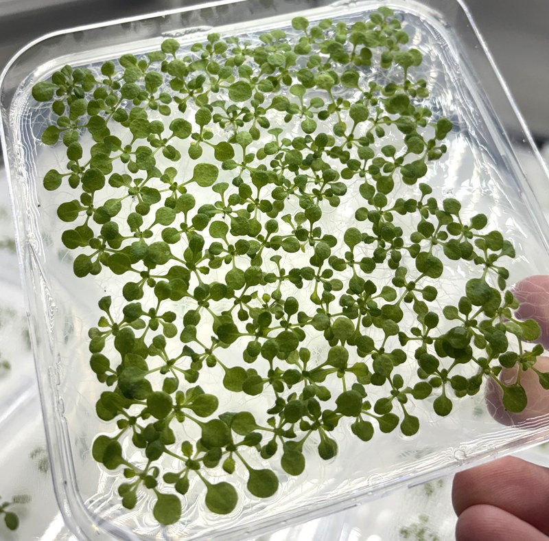 Mostres de la planta 'arabidopsis thaliana' que s'han sotmès a diferents condicions d’estrès al laboratori